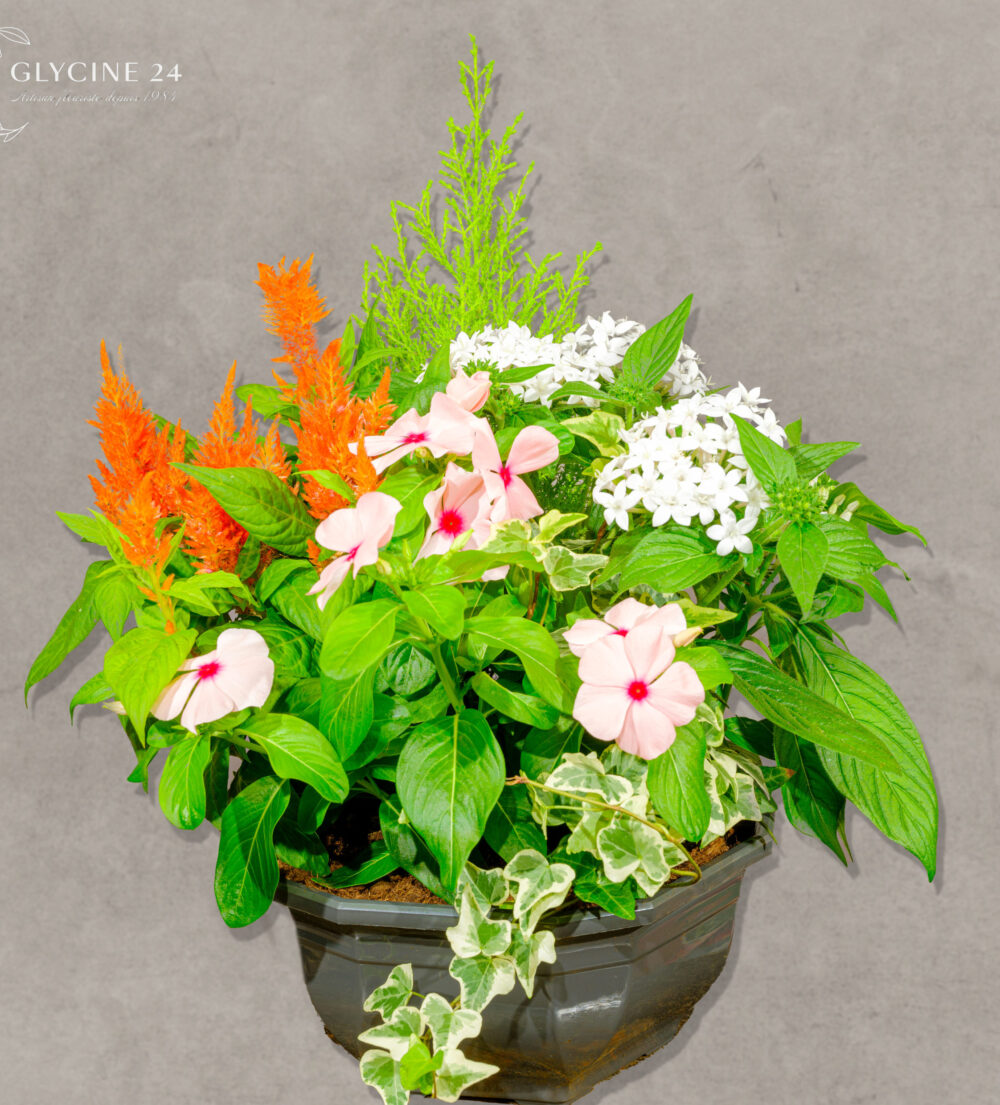 Coupe de plantes