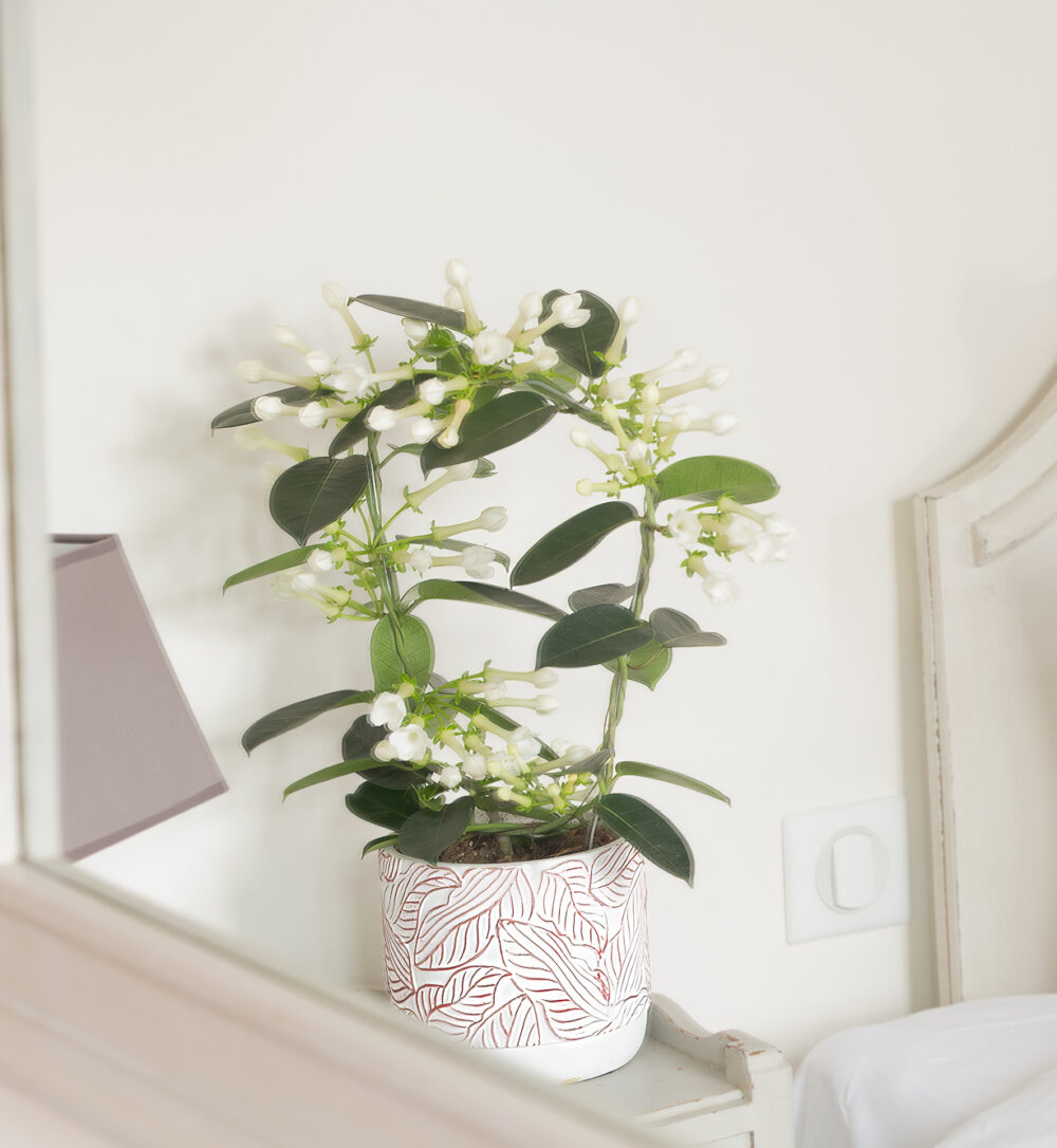 Plante fleurie du fleuriste