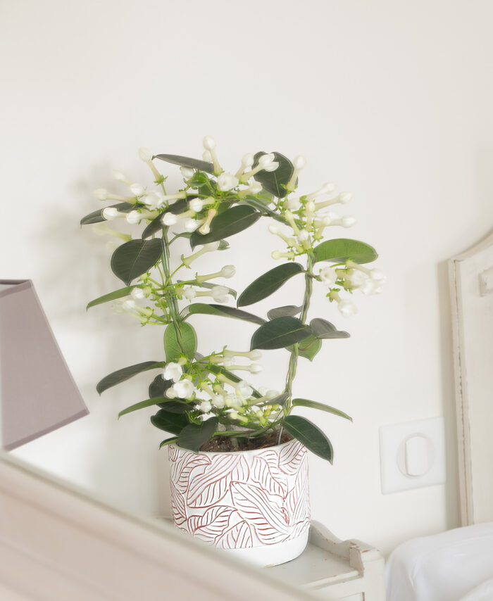 Plante fleurie du fleuriste