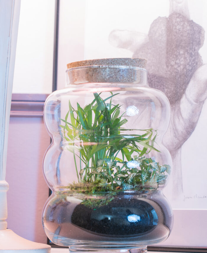 Terrarium