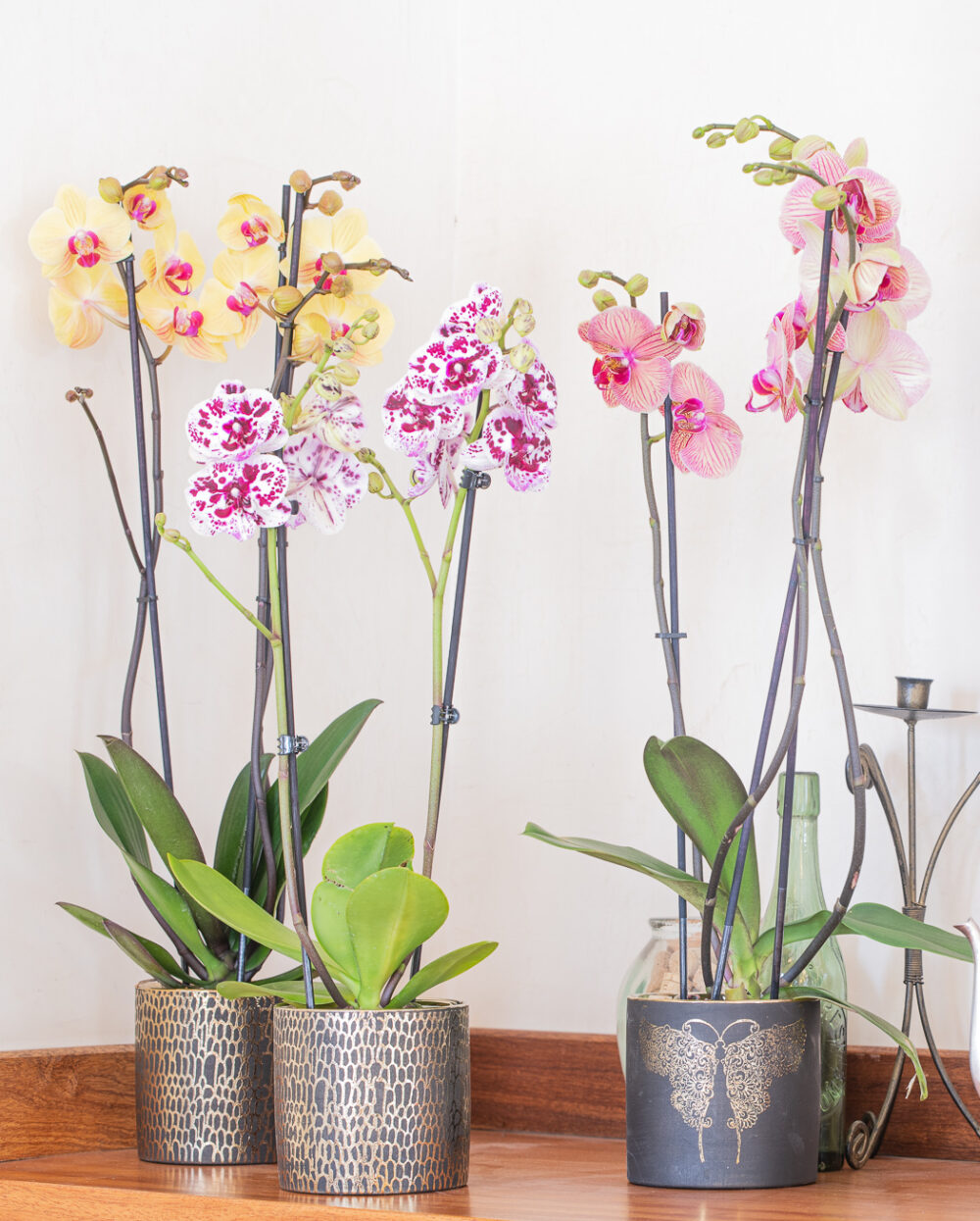 Orchidée Phalaenopsis
