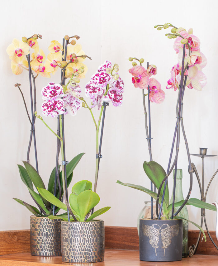 Orchidée Phalaenopsis