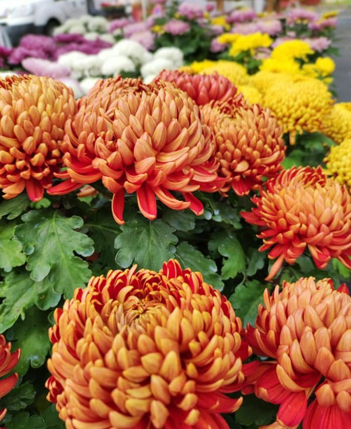 Chrysanthème à grosses fleurs