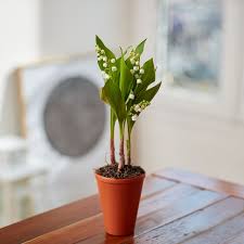 Muguet